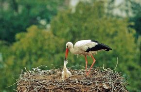 Familienfest Nationalpark Donau-Auen