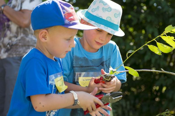 Zwei kleine Buben schneiden mit einer Gartenschere einen dünnen, grünen Ast zu