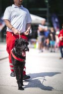 Straßenfest zum Weltspieltag in NÖ