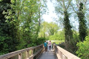 Holzbrücke führt durch einen Wald beim Familienfest Donau-Auen